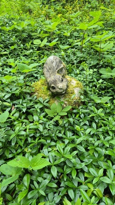 Elbląg 🌳 PILNIE SPRZEDAM! DZIAŁKA REKREACYJNA nr 75 w ROD BAŻANTARNIA &ndash; ELBLĄGCENA: 11.500 zł! | Tel.