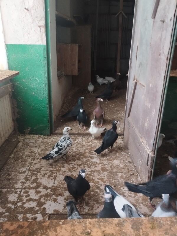 Elbląg SPRZEDAM GOŁĘBIE