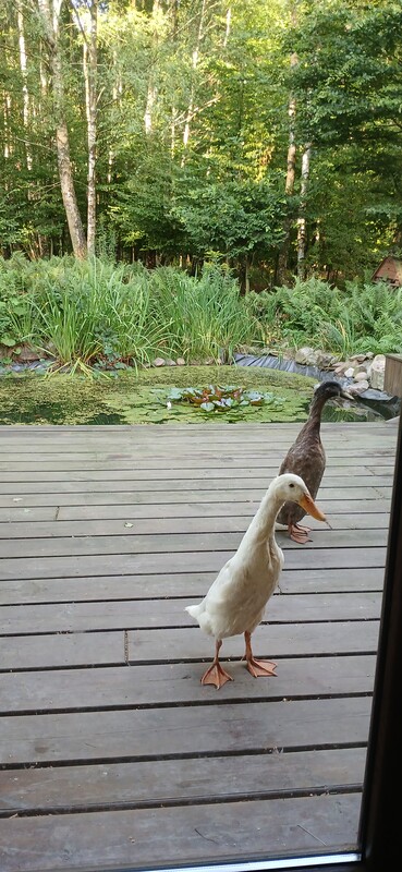 Elbląg Sprzedam kaczki biegusy, pisklaki.