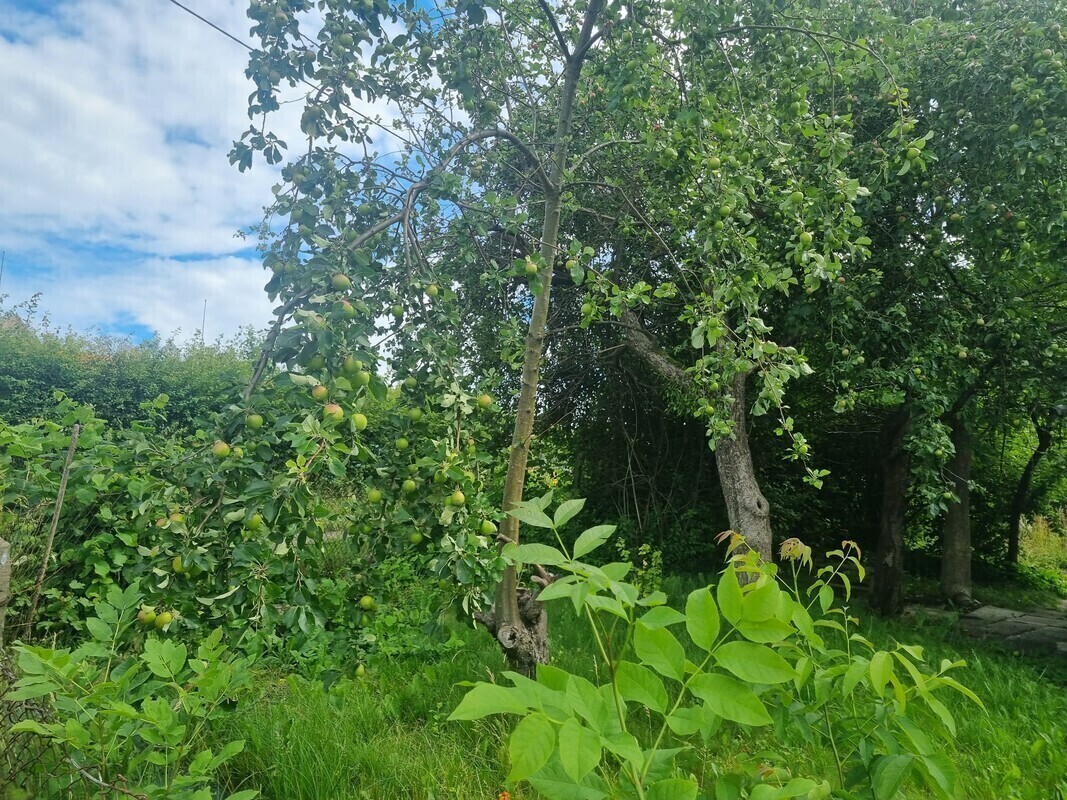 Elbląg 🌳 Sprzedam działkę ROD przy ul. Kościuszki 46 🌞Powierzchnia: 330 mkw | Prąd