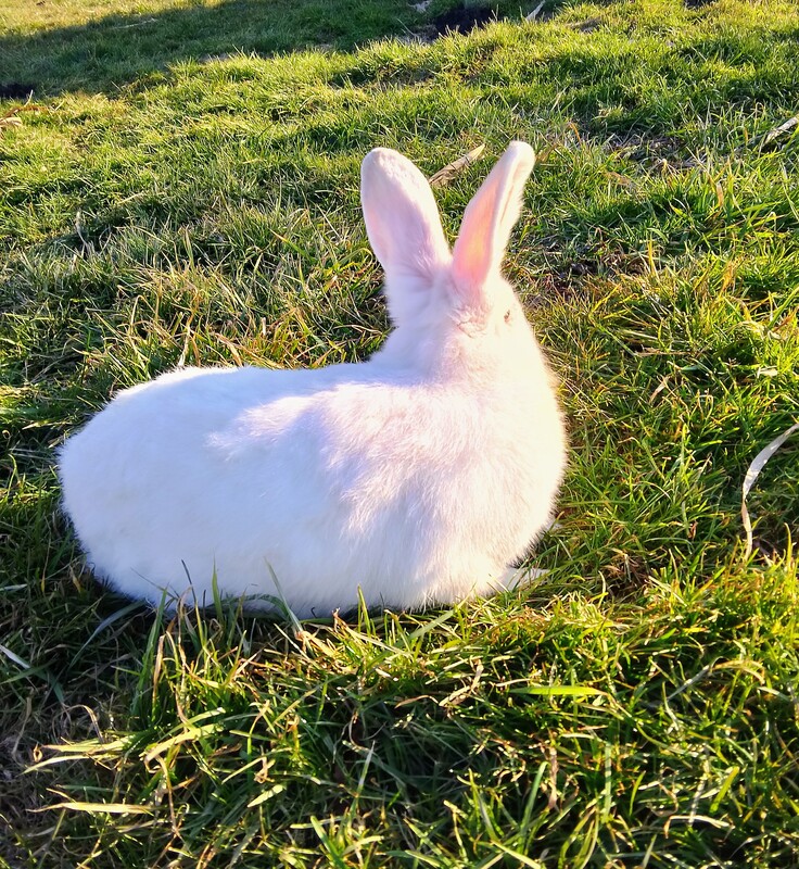 Elbląg Sprzedam śnieżno-białą samiczkę rasy mieszaniec ma ona 10 miesięcy. Zapraszam do zakupu.