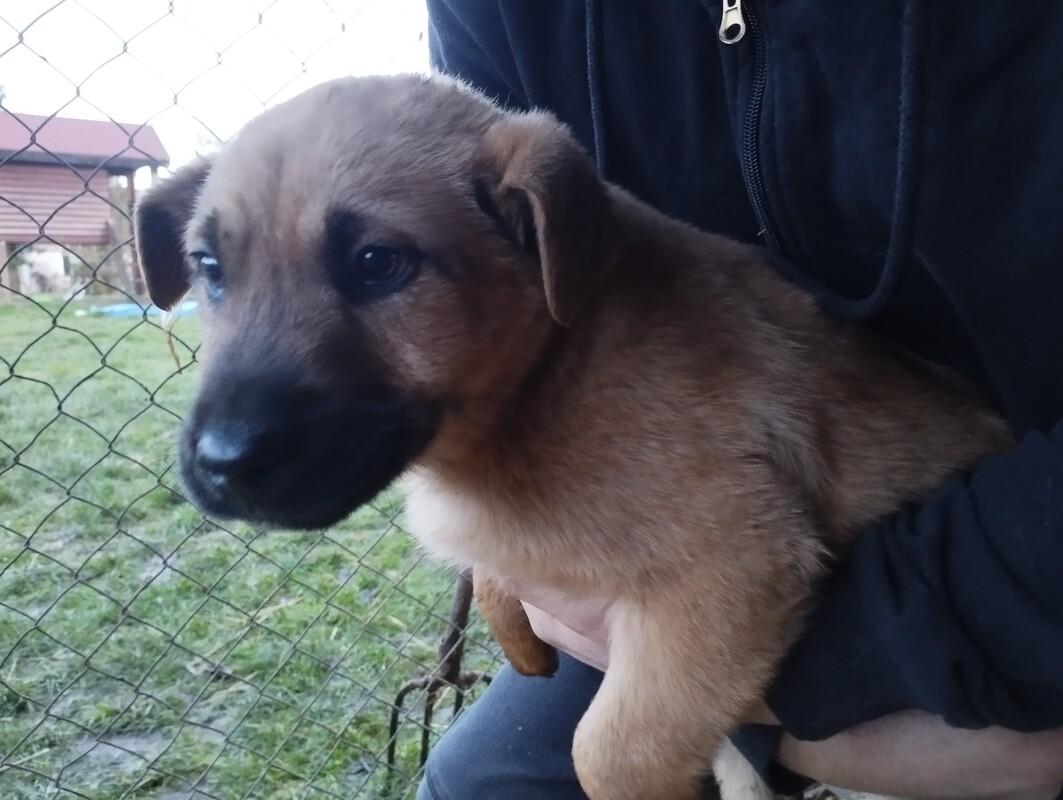 Elbląg Oddam za darmo czteromiesięczne pieski