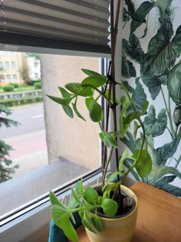 Elbląg Sprzedam miętę w doniczce. Każda po 15 zł. .