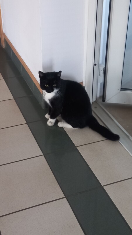 Elbląg Znaleziono kotkę czarną z białymi łatkami Elbląg ul. Dąbrowskiego
Kotka ma na szyi charakterystyczne srebrne