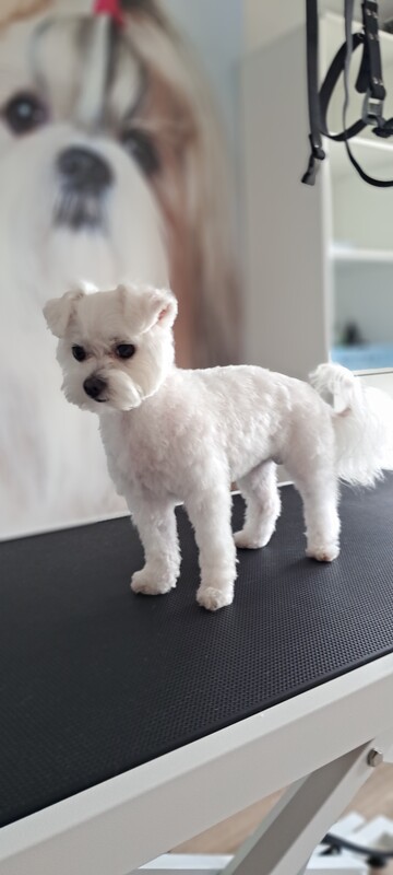 Elbląg 🐾 Psi fryzjer SOFII zaprasza! 🐶 15% rabatu na pierwszą wizytę!Zapraszam na moją stronę na