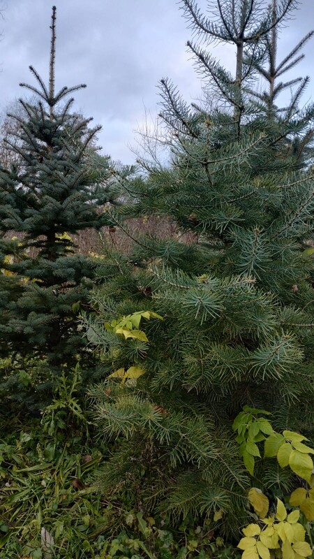 Elbląg Witam mam na sprzedaż choinki na święta, drzewka rosną od początku w doniczkach w ziemi. Są to drzewka Świerk
