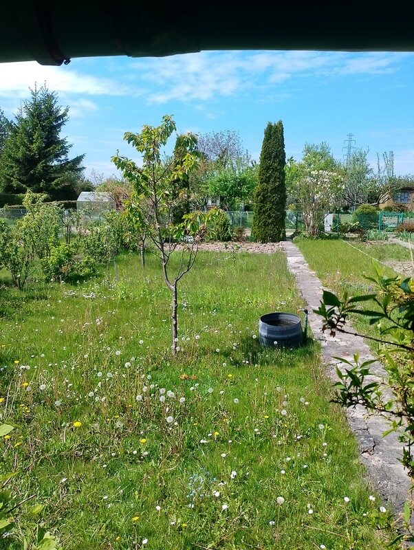 Elbląg Sprzedam działkę ogrodniczą na Bielanach, POD Bratek