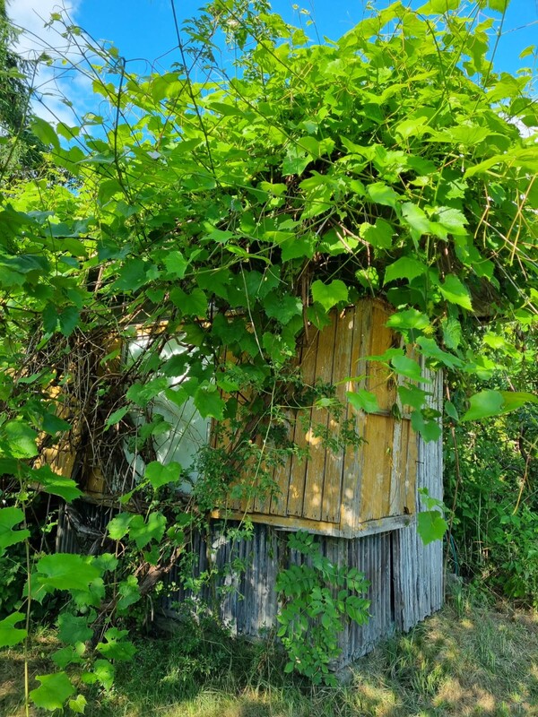 Elbląg DZIAŁKA ROD 240m2 SAPERÓW cena: 8000 zł