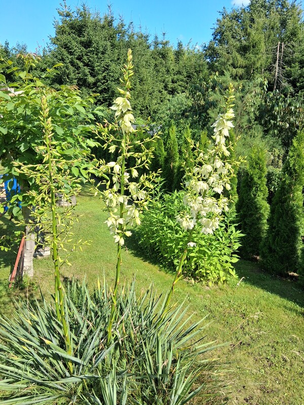 Elbląg Sprzedam działkę ROD SKOWRONEK ul. Okrężna. Na działce jest woda i prąd. Altana zadbana nowy dach więcej