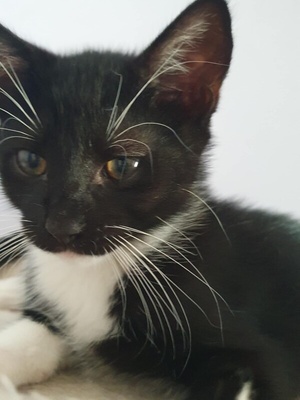 Elbląg Kocięta do adopcji! Domu szukają: Jason, Bruno, Sami, Pestka, Bonsia, Skaza i Wandzia – siedem uroczych