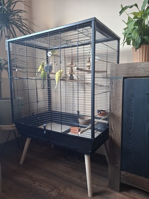 Elbląg Witam. Mam na sprzedaż 6 papug falistych takie jak na zdjęciu wraz z wolierą. Woliera nowa. Osoby