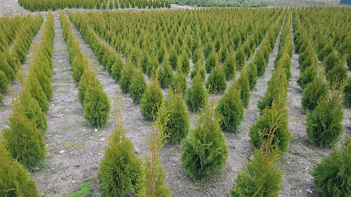 Elbląg Wiosenna promocja!!!THUJA SMARAGD OD PRODUCENTA - Myślęcin koło Elblaga. Thuje dostępne w różnych rozmiarach od