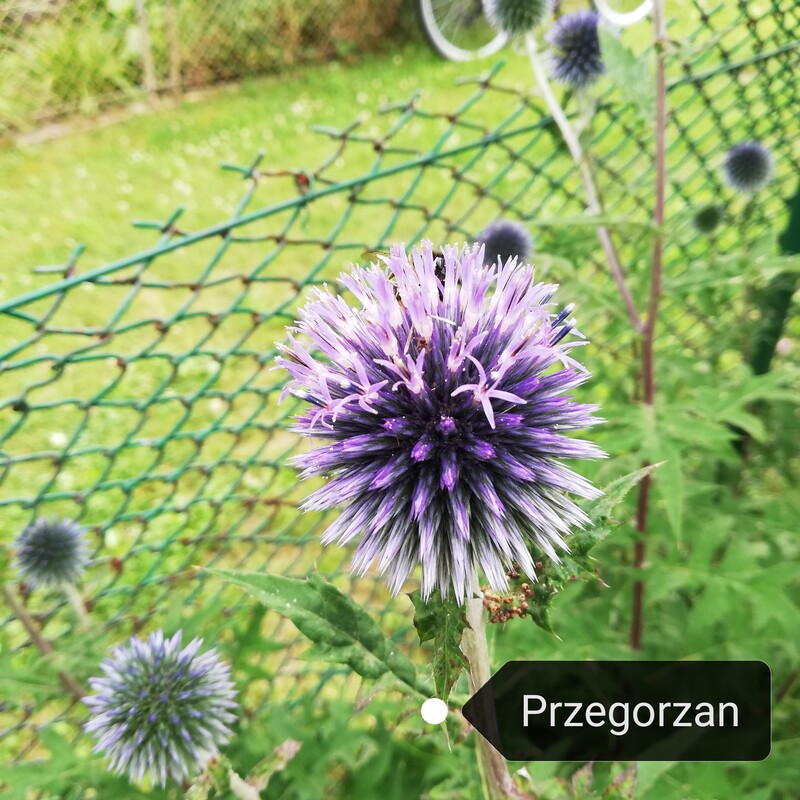 Elbląg Sprzedam byliny. Sadzonki 2 letnie w doniczkach p9.