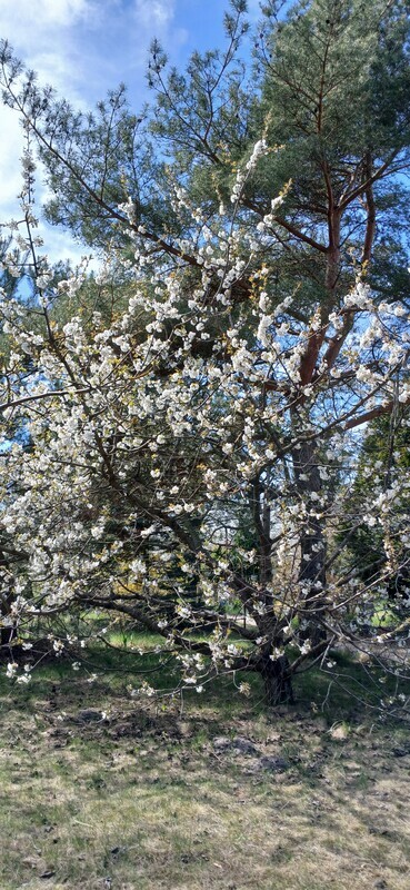 Elbląg Działka ROD ul. Grunwaldzka 400m2 Prąd/woda/wędzarnia/przyczepa kempingowa