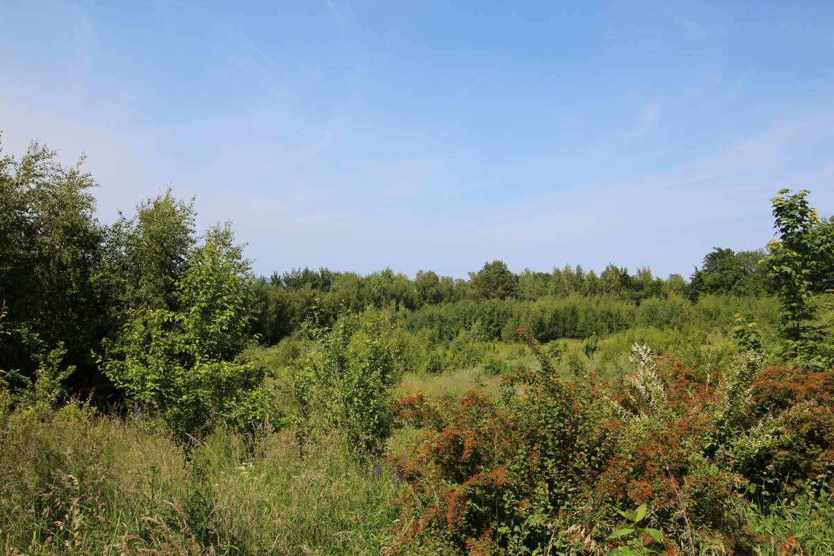 Elbląg NIERUCHOMOŚCI ANNA KRASZEWSKA Działki w miejscowości Suchacz, gm. Tolkmicko W pobliżu