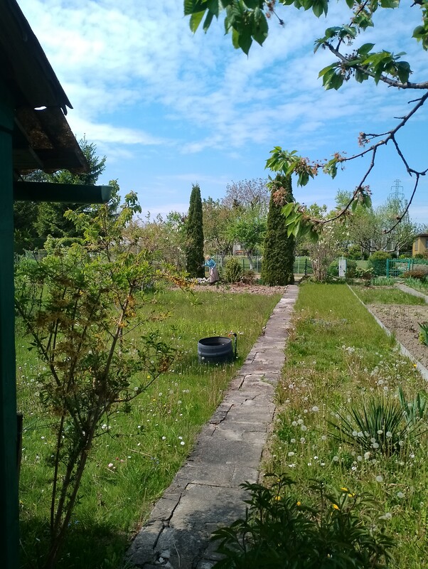 Elbląg Sprzedam działkę ogrodniczą na Bielanach, POD Bratek