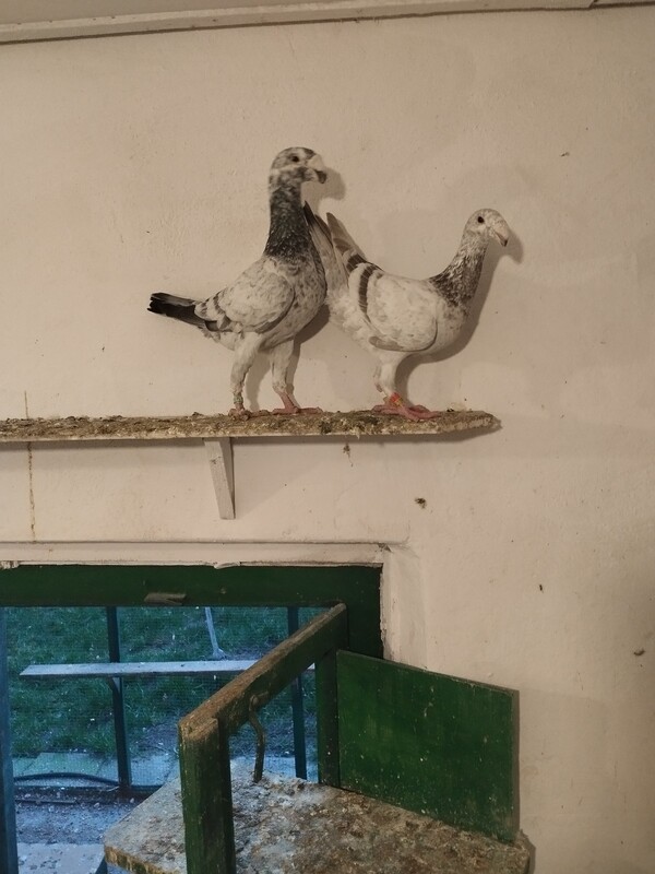 Elbląg SPRZEDAM GOŁĘBIE