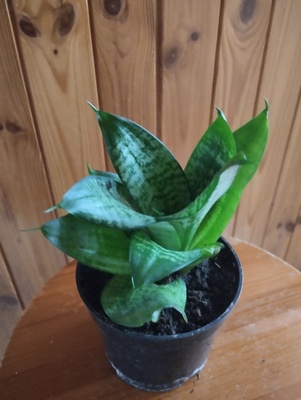 Elbląg Sprzedam Sansewieria Green Hahnii -miniaturowa wężownica
Niewielkich rozmiarów  odmiana sansewierii o