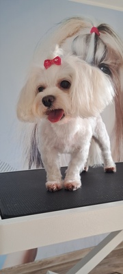 Elbląg 🐾 Psi fryzjer SOFII zaprasza! 🐶 15% rabatu na pierwszą wizytę!Zapraszam na moją stronę na