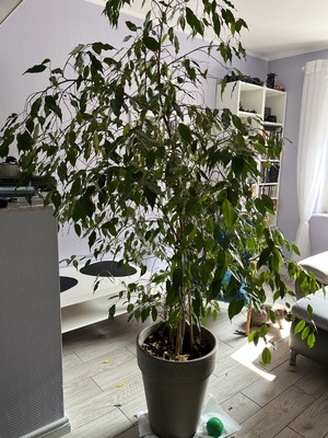 Elbląg Witam sprzedam beniamina  wys 170 cm  100 zł
dracena wys. 120 cm 100 zł
