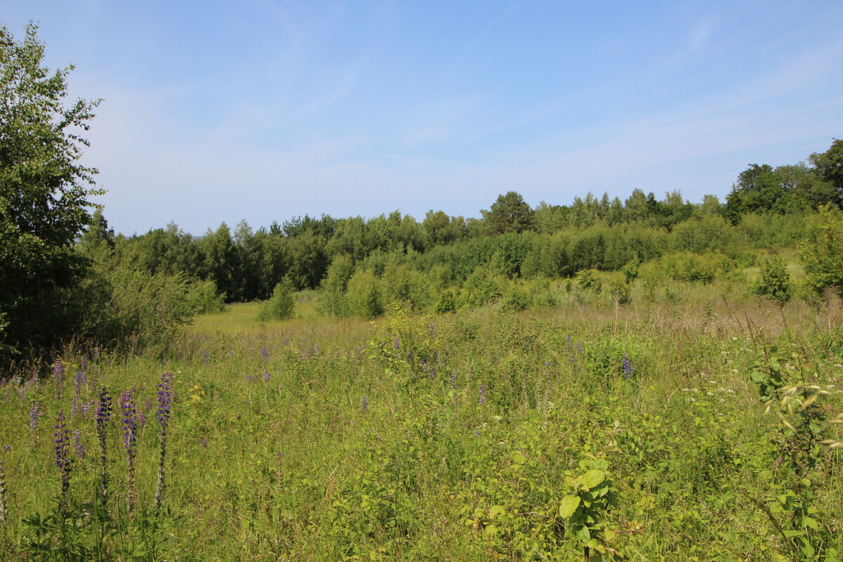 Elbląg NIERUCHOMOŚCI ANNA KRASZEWSKA Działki w miejscowości Suchacz, gm. Tolkmicko W pobliżu
