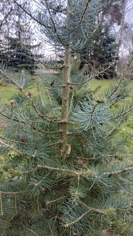 Elbląg Witam mam na sprzedaż choinki na święta, drzewka rosną od początku w doniczkach w ziemi. Są to drzewka Świerk