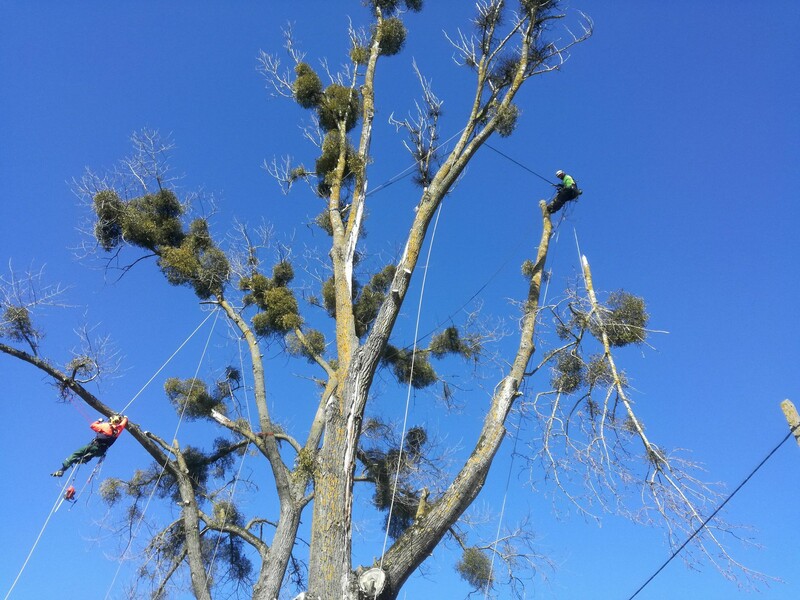 Elbląg 🌳 Wycinamy i pielęgnujemy drzewa w miejscach trudno dostępnych 🌳Podcinamy drzewa owocowe,