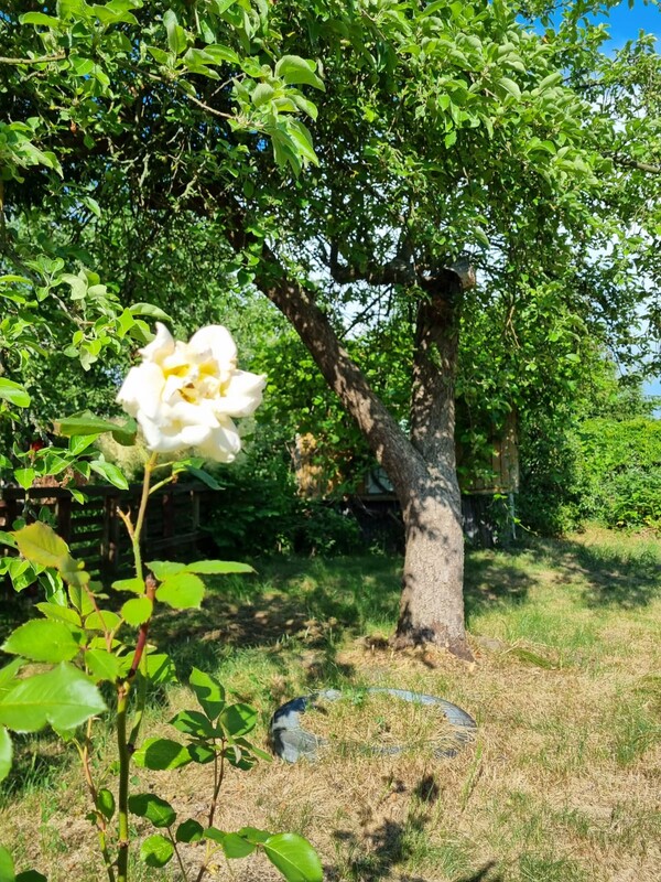 Elbląg DZIAŁKA ROD 240m2 SAPERÓW cena: 8000 zł