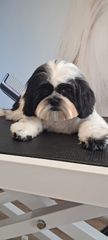 Elbląg 🐾 Psi fryzjer SOFII zaprasza! 🐶 15% rabatu na pierwszą wizytę!