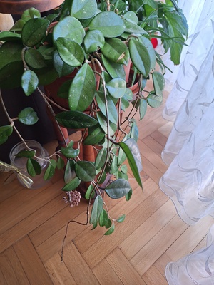 Elbląg Sprzedam kwitnącą hoję (Hoya) w doniczce, około 3 -letnią. Roślina zdrowa, zadbana i regularnie kwitnąca.