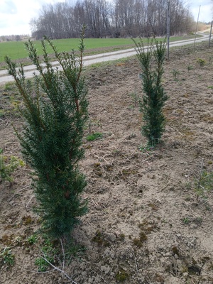 Elbląg Sprzedam, 4 tuje brabant wys od 120 do 170cm, cena 15zl za s, t. oraz 8 ciosów wys 100-130cz po 25zł za s, t.