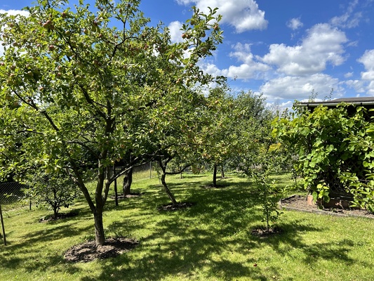 Elbląg Działka ROD 380 m2 Bielany &ndash; podpiwniczona altana, prąd, woda, nasadzenia