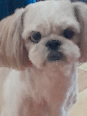 Elbląg Oddam tylko w dobre ręce 5 letniego pieska rasy shih tzu  bez rodowodu. Starsza osoba zajująca się pieskiem nie