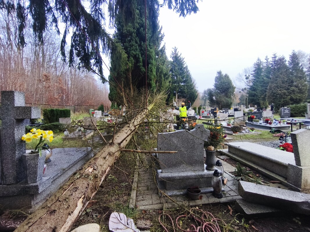 Elbląg 🌳 Wycinamy i pielęgnujemy drzewa w miejscach trudno dostępnych 🌳Podcinamy drzewa owocowe,