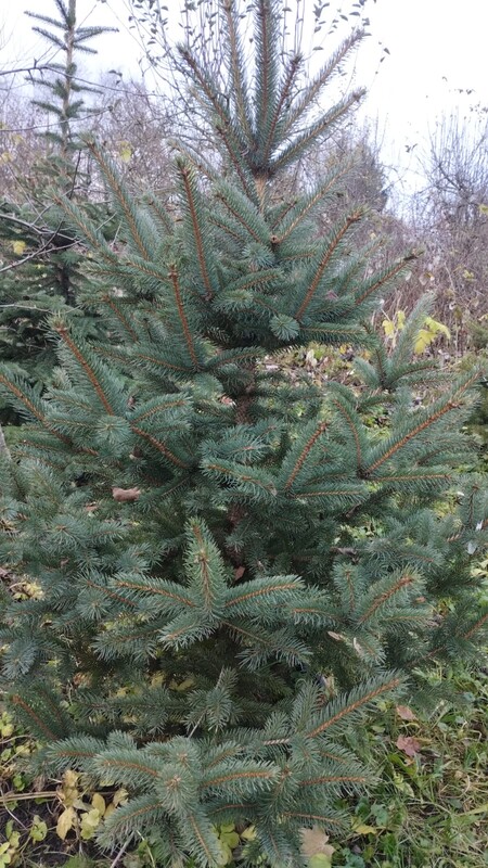 Elbląg Witam mam na sprzedaż choinki na święta, drzewka rosną od początku w doniczkach w ziemi. Są to drzewka Świerk