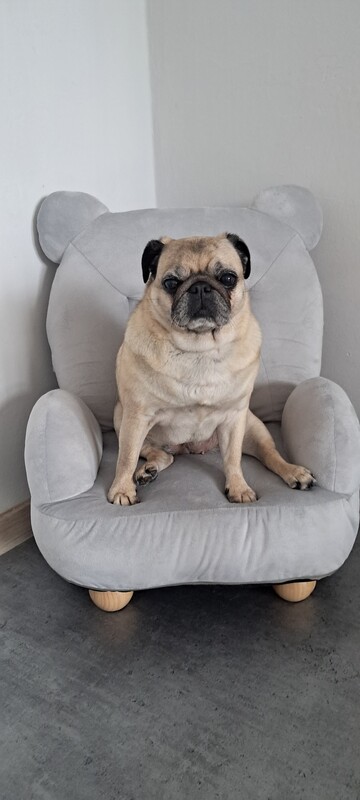 Elbląg 🐾 Psi fryzjer SOFII zaprasza! 🐶 15% rabatu na pierwszą wizytę!