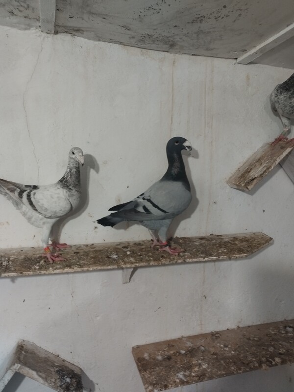 Elbląg SPRZEDAM GOŁĘBIE