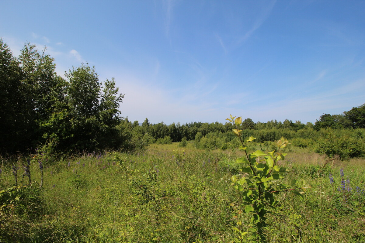Elbląg NIERUCHOMOŚCI ANNA KRASZEWSKA Działki w miejscowości Suchacz, gm. Tolkmicko W pobliżu