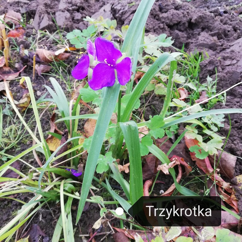 Elbląg Sprzedam byliny. Sadzonki 2 letnie w doniczkach p9.