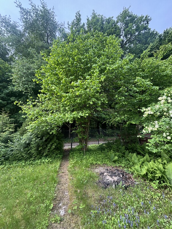 Elbląg Sprzedam prawo użytkowania działki ROD Elbląg Bażantarnia