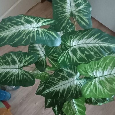 Elbląg Na sprzedaż piękne sztuczne syngonium o wysokości 86 cm. Roślina posiada aż 24 duże, realistycznie wykonane