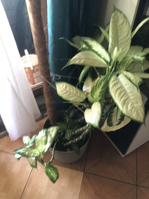 Elbląg Witam mam kwiatki