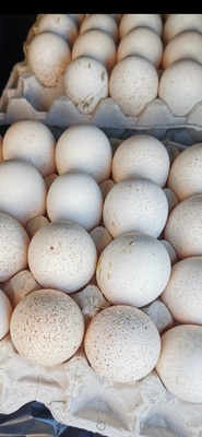 Elbląg Sprzrdam jajka indyczek
Wieksze od kurzych i bardziej wartościowe
Z wolnego wybiegu
Cena 1 złoty za