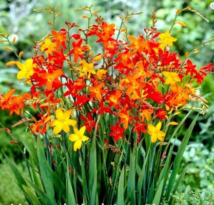 Elbląg Sprzedam cebulki kwiatów krokoszmi  olbrzymiej -czerwona i żółte i pomarańczowe. 
Czerwone -2zł inne 1 zł