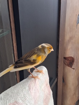 Elbląg Odsprzedam pieknego kanarka rasy hiszpanski timbrado, śpiewajacy! Ptaszek czysty, bezproblemowy. Klatka duża,