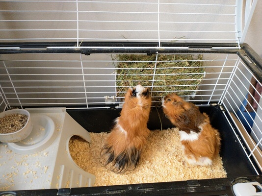 Elbląg Sprzedam świnki morskie + klatka