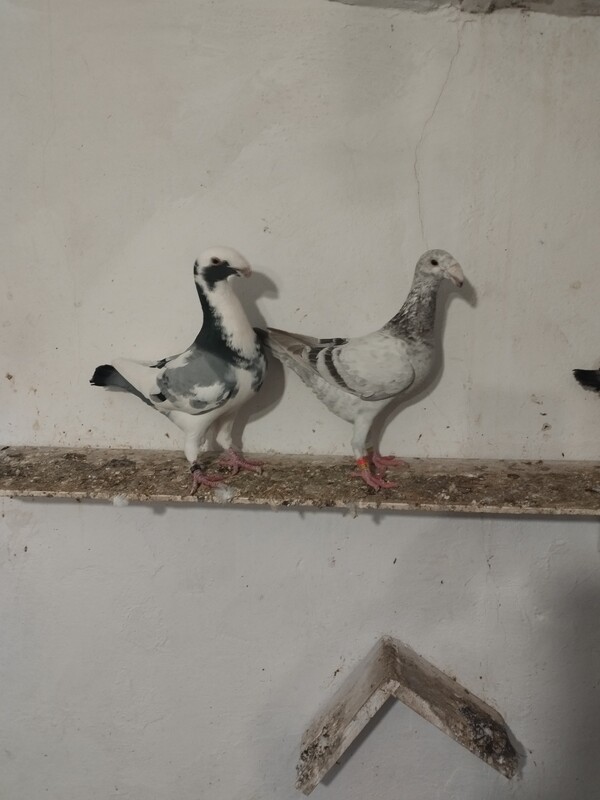 Elbląg SPRZEDAM GOŁĘBIE