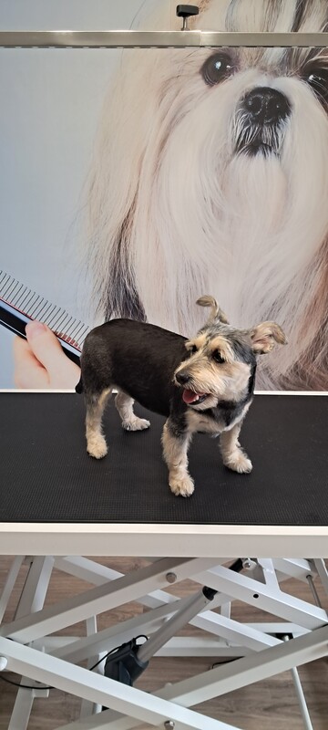 Elbląg 🐾 Psi fryzjer SOFII zaprasza! 🐶 15% rabatu na pierwszą wizytę!