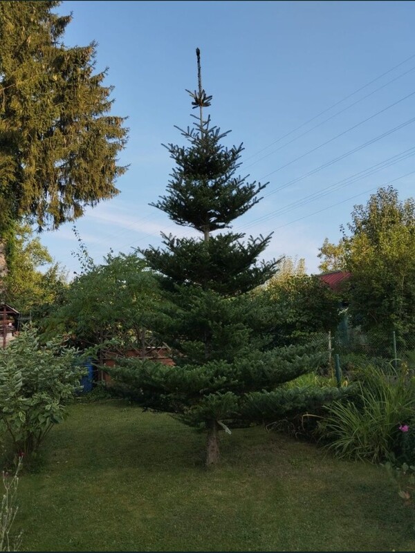 Elbląg Sprzedam dwie, połączone działki o powierzchni ok. 875m2.
Na działce są nasadzenia, krzewy i drzewa owocowe (m.