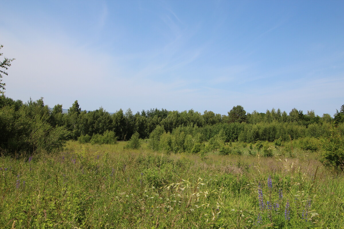 Elbląg NIERUCHOMOŚCI ANNA KRASZEWSKA Działki w miejscowości Suchacz, gm. Tolkmicko W pobliżu